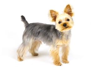 エムドッグス,動物プロダクション,ペットモデル,モデル犬,タレント犬,ヨークシャーテリア,とろろ