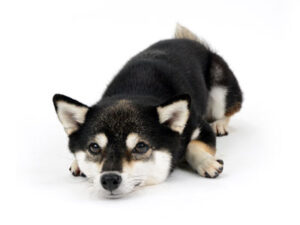 エムドッグス,動物プロダクション,ペットモデル,モデル犬,タレント犬,柴犬,まな