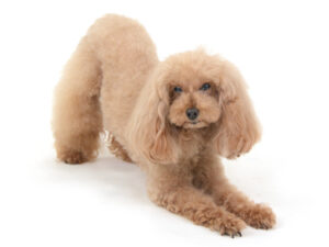 エムドッグス,動物プロダクション,ペットモデル,モデル犬,タレント犬,トイプードル,ココア