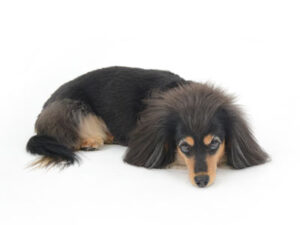 エムドッグス,動物プロダクション,ペットモデル,ペットタレント,モデル犬,タレント犬,ミニチュアダックスフンド,くれあ