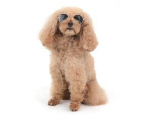 エムドッグス,動物プロダクション,ペットモデル,モデル犬,タレント犬,トイプードル,ココア