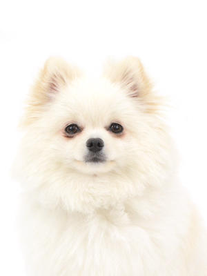 エムドッグス,動物プロダクション,ペットモデル,モデル犬,タレント犬,ポメラニアン,ポテト