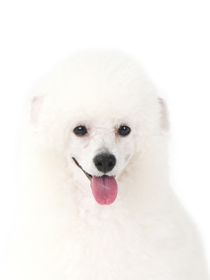 エムドッグス,動物プロダクション,ペットモデル,モデル犬,タレント犬,トイプードル,シュシュ