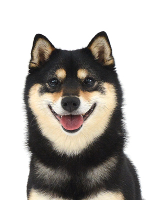エムドッグス,動物プロダクション,ペットモデル,モデル犬,タレント犬,柴犬,くま