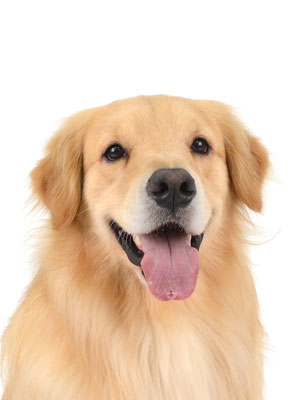 エムドッグス,動物プロダクション,ペットモデル,モデル犬,タレント犬,ゴールデンレトリーバー,ジェイク
