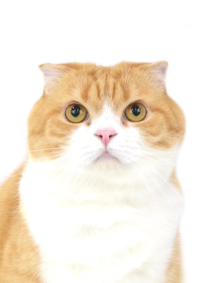 エムドッグス,動物プロダクション,ペットモデル,モデル猫,タレント猫,スコティッシュフォールド,きなこ