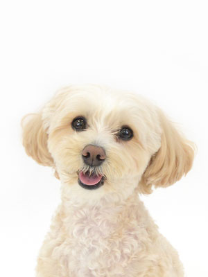 エムドッグス,動物プロダクション,ペットモデル,モデル犬,タレント犬,MIX犬,KONA,コナ