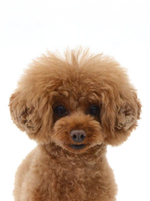 エムドッグス,動物プロダクション,ペットモデル,モデル犬,タレント犬,トイプードル,りき