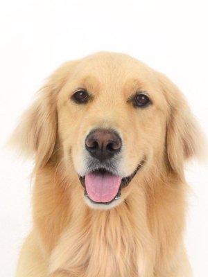 エムドッグス,動物プロダクション,ペットモデル,モデル犬,タレント犬,ゴールデンレトリーバー,雪,ゆき