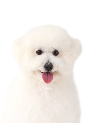 エムドッグス,動物プロダクション,ペットモデル,モデル犬,タレント犬,トイプードル,loup,ルゥ