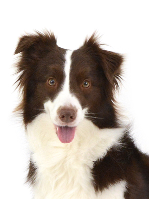 エムドッグス,動物プロダクション,ペットモデル,モデル犬,タレント犬,ボーダーコリー,トト