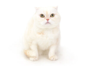 エムドッグス,動物プロダクション,ペットモデル,モデル猫,タレント猫,スコティッシュフォールド,おもち