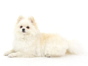エムドッグス,動物プロダクション,ペットモデル,モデル犬,タレント犬,ポメラニアン,ポテト