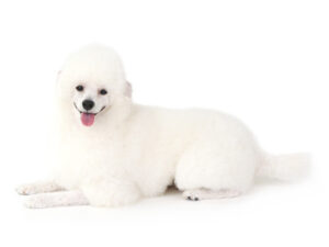 エムドッグス,動物プロダクション,ペットモデル,モデル犬,タレント犬,トイプードル,シュシュ