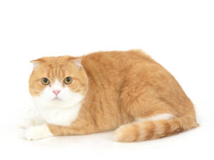 エムドッグス,動物プロダクション,ペットモデル,モデル猫,タレント猫,スコティッシュフォールド,きなこ
