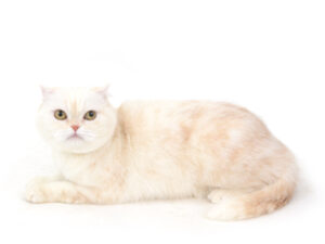 エムドッグス,動物プロダクション,ペットモデル,モデル猫,タレント猫,スコティッシュフォールド,おもち