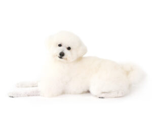 エムドッグス,動物プロダクション,ペットモデル,モデル犬,タレント犬,トイプードル,loup,ルゥ