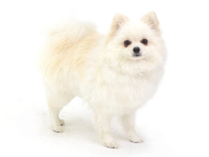 エムドッグス,動物プロダクション,ペットモデル,モデル犬,タレント犬,ポメラニアン,ポテト