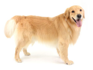 エムドッグス,動物プロダクション,ペットモデル,モデル犬,タレント犬,ゴールデンレトリーバー,ジェイク
