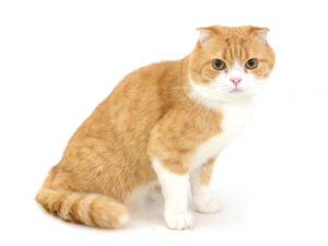 エムドッグス,動物プロダクション,ペットモデル,モデル猫,タレント猫,スコティッシュフォールド,きなこ