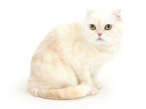 エムドッグス,動物プロダクション,ペットモデル,モデル猫,タレント猫,スコティッシュフォールド,おもち
