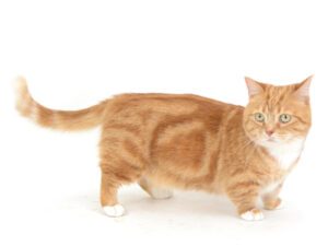 エムドッグス,動物プロダクション,ペットモデル,モデル猫,タレント猫,マンチカン,ゆず