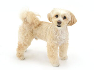 エムドッグス,動物プロダクション,ペットモデル,モデル犬,タレント犬,MIX犬,KONA,コナ