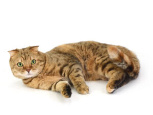エムドッグス,動物プロダクション,ペットモデル,モデル猫,タレント猫,ジェネッタ,moca,モカ