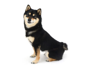 エムドッグス,動物プロダクション,ペットモデル,モデル犬,タレント犬,柴犬,くま