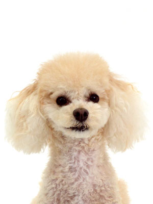エムドッグス,動物プロダクション,ペットモデル,モデル犬,タレント犬,MIX犬,COCO,ココ