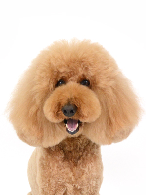 エムドッグス,動物プロダクション,ペットモデル,ペットタレント,モデル犬,タレント犬,スタンダードプードル,めい