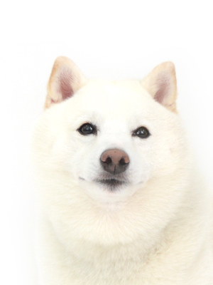 エムドッグス,動物プロダクション,ペットモデル,ペットタレント,モデル犬,タレント犬,柴犬.らいむ