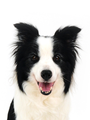 エムドッグス,動物プロダクション,ペットモデル,モデル犬,タレント犬,ボーダーコリー,BAZZ,バズ