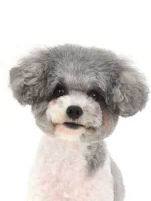 エムドッグス,動物プロダクション,ペットモデル,モデル犬,タレント犬,トイプードル,おこめ