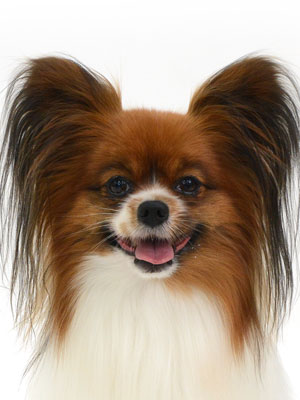 エムドッグス,動物プロダクション,ペットモデル,モデル犬,タレント犬,パピヨン,ポテト