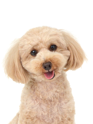 エムドッグス,動物プロダクション,ペットモデル,モデル犬,タレント犬,トイプードル,Lily,リリイ
