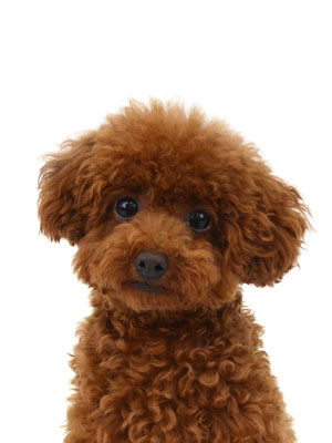 エムドッグス,動物プロダクション,ペットモデル,モデル犬,タレント犬,トイプードル,パピコ