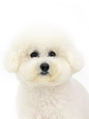 エムドッグス,動物プロダクション,ペットモデル,モデル犬,タレント犬,ビションフリーゼ,エル