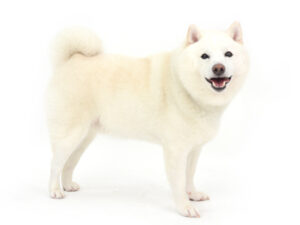 エムドッグス,動物プロダクション,ペットモデル,ペットタレント,モデル犬,タレント犬,柴犬.らいむ