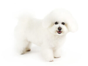 エムドッグス,動物プロダクション,ペットモデル,モデル犬,タレント犬,ビションフリーゼ,芙侑,ふう