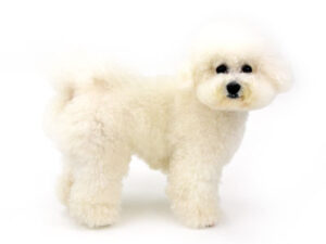 エムドッグス,動物プロダクション,ペットモデル,モデル犬,タレント犬,ビションフリーゼ,エル