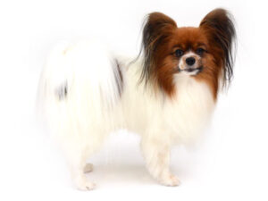 エムドッグス,動物プロダクション,ペットモデル,モデル犬,タレント犬,パピヨン,ポテト