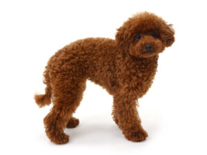 エムドッグス,動物プロダクション,ペットモデル,モデル犬,タレント犬,トイプードル,パピコ