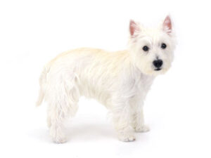 エムドッグス,動物プロダクション,ペットモデル,ペットタレント,モデル犬,タレント犬,ウェスティ,ノア