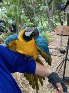人事の人見,ルリコンゴウインコ