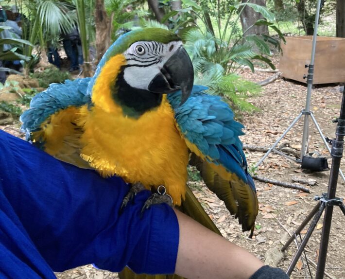 人事の人見,ルリコンゴウインコ