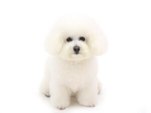 エムドッグス,動物プロダクション,ペットモデル,モデル犬,タレント犬,ビションフリーゼ,芙侑,ふう
