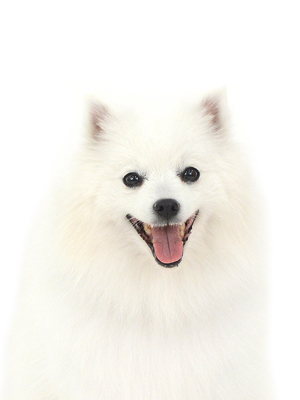 エムドッグス,動物プロダクション,ペットモデル,モデル犬,タレント犬,日本スピッツ,林檎,りんご