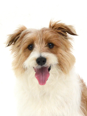 エムドッグス,動物プロダクション,ペットモデル,モデル犬,タレント犬,ジャックラッセルテリア,レナード