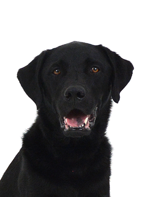 エムドッグス,動物プロダクション,ペットモデル,モデル犬,タレント犬,ラブラドールレトリーバー,Morgan,モーガン
